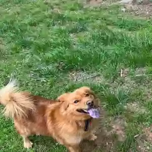 adoptable Dog in Jefferson, GA named Max
