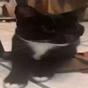 adoptable Cat in Enterprise, AL named Kodu