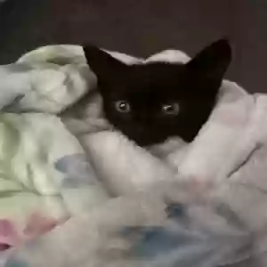 adoptable Cat in Ellenwood, GA named yusuf