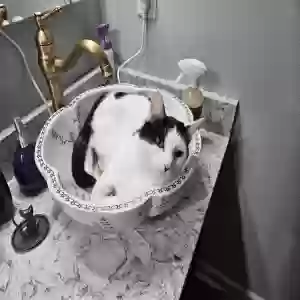 adoptable Cat in Conway, AR named Max