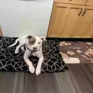 adoptable Dog in Cleveland, OH named Princess