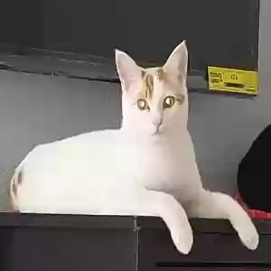 adoptable Cat in Chandler, AZ named Binx