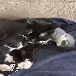 adoptable Cat in Staten Island, NY named Apollo