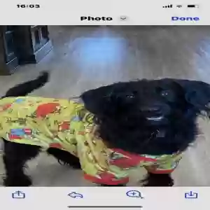 adoptable Dog in Elizabethtown, KY named Midnight