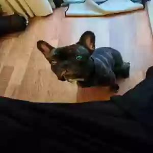 adoptable Dog in Dacula, GA named Zada