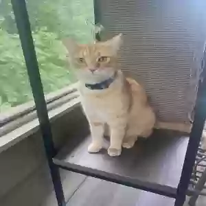 adoptable Cat in Dacula, GA named Kodi