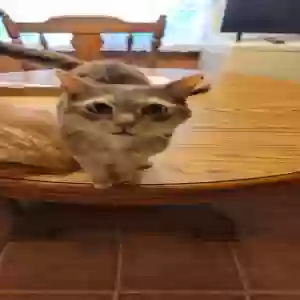 adoptable Cat in Louisville, KY named Unknown