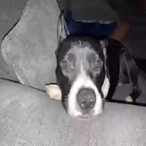adoptable Dog in Sharpsburg, GA named Kash