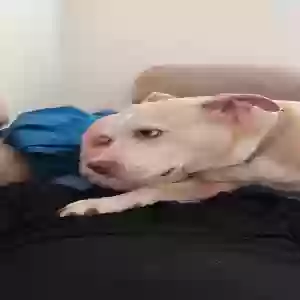 adoptable Dog in Jacksonville, FL named Buster