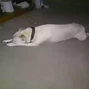 /images/pets/original/2181843_actual_two.webp