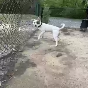 adoptable Dog in Greenville, NC named Ghost