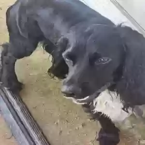 adoptable Dog in Fairburn, GA named Buddy
