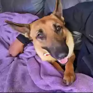 adoptable Dog in Union City, GA named Minnie