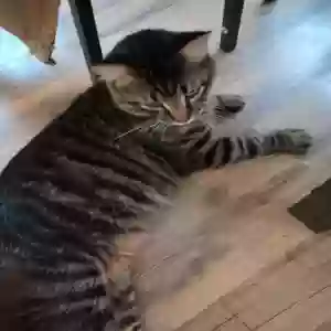 adoptable Cat in Bolivar, OH named Corndog