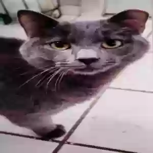 adoptable Cat in Elmont, NY named Ollie