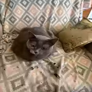 adoptable Cat in Joliet, IL named Camille