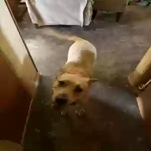 adoptable Dog in Joliet, IL named Trixie