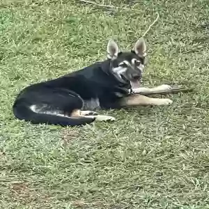 adoptable Dog in Denton, NC named Bear