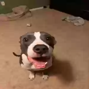 adoptable Dog in Phoenix, AZ named Unknown