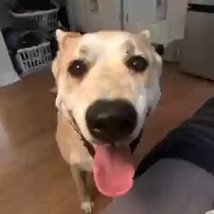 adoptable Dog in Los Angeles, CA named Jackson