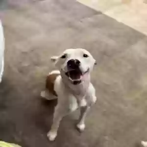 adoptable Dog in Makawao, HI named Kainalu