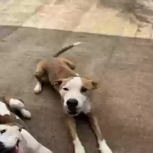 adoptable Dog in Makawao, HI named Pualena