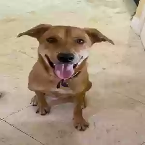 adoptable Dog in Boca Raton, FL named Charlie