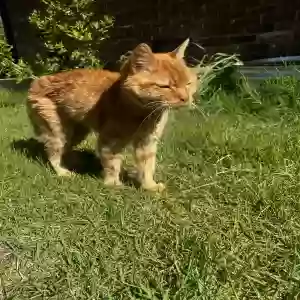 adoptable Cat in Jonesboro, AR named Fritz