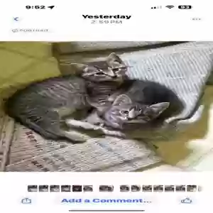 /images/pets/original/2181904_93001_IMG_1279.webp