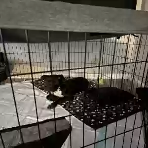 adoptable Dog in Huntsville, AL named adonis