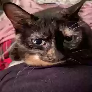 adoptable Cat in Mansfield, OH named Sparkles