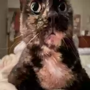 /images/pets/original/2181918_actual_two.webp