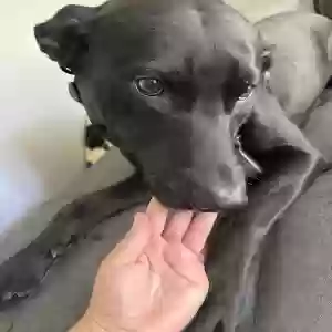 adoptable Dog in Sicklerville, NJ named Apollo