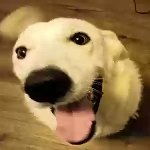 adoptable Dog in Wylie, TX named Seven