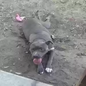 adoptable Dog in Mesquite, TX named Stormi