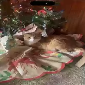 adoptable Cat in Middletown, CT named Harvest