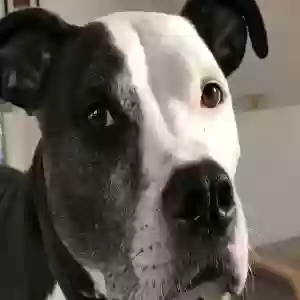 adoptable Dog in Port Charlotte, FL named Diego