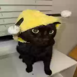 adoptable Cat in Birmingham, MI named Unknown