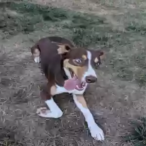 adoptable Dog in Columbia, MO named Lola