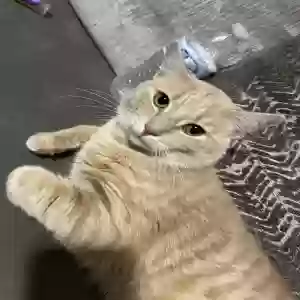 adoptable Cat in Wilkes Barre, PA named Seaman