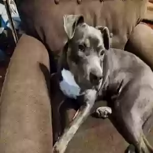 adoptable Dog in Greenville, NC named Marcus Aurelius Antonius Augustus