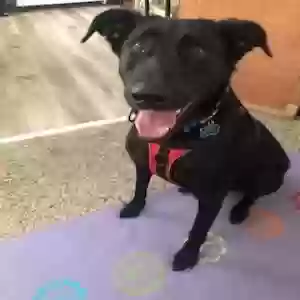 adoptable Dog in Waukegan, IL named Bo