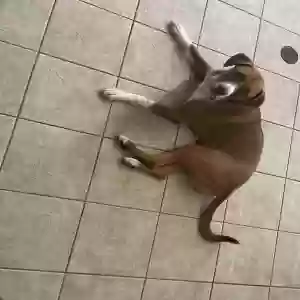 adoptable Dog in Miami Beach, FL named Timmy