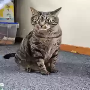 adoptable Cat in Hemlock, MI named Oliver