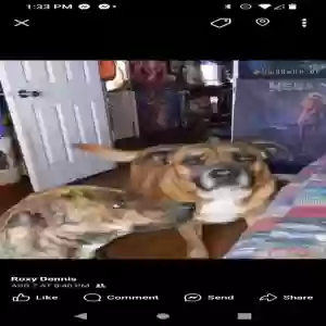 adoptable Dog in Olive Hill, KY named Bandit & FREE 44 pounds Pedigree dog food 