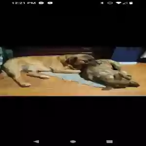 /images/pets/original/2181958_38817_Screenshot_20250519-122118.webp