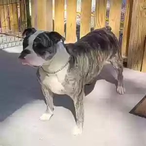 adoptable Dog in Zephyrhills, FL named Harley
