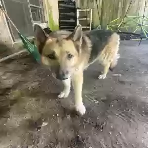 adoptable Dog in Pekin, IN named Callie