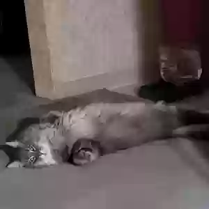 adoptable Cat in Marysville, OH named Electra