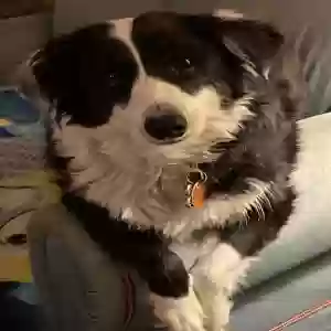 /images/pets/original/2181973_actual_two.webp